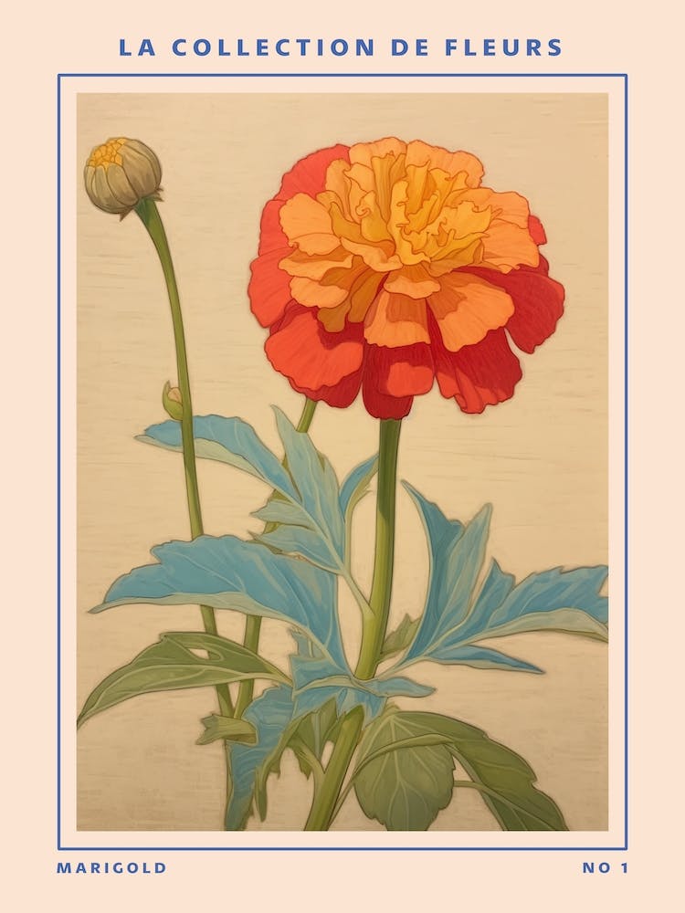 Marigold French Flower Botanical Poster