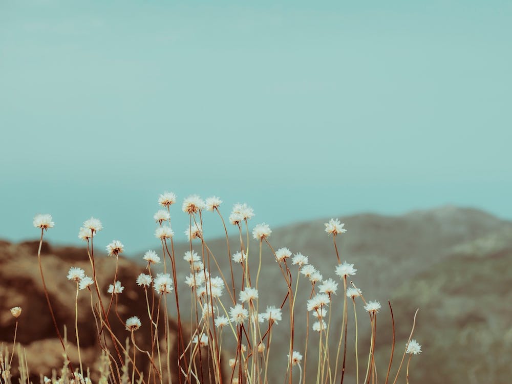 Mountain Flowers