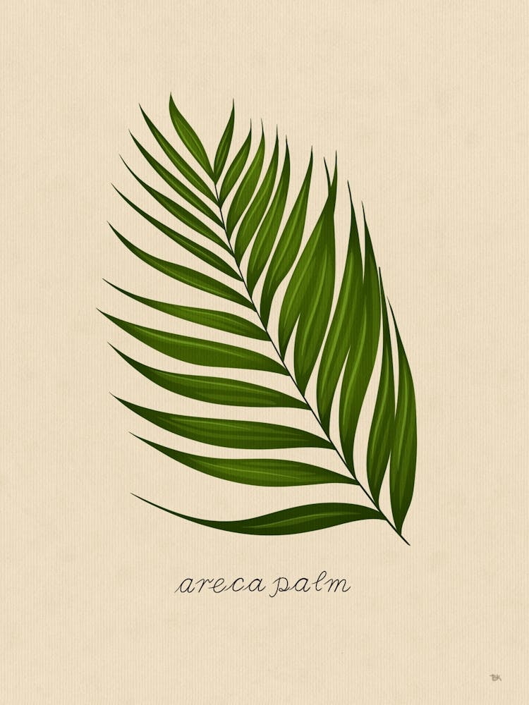 Areca Palm Leaf