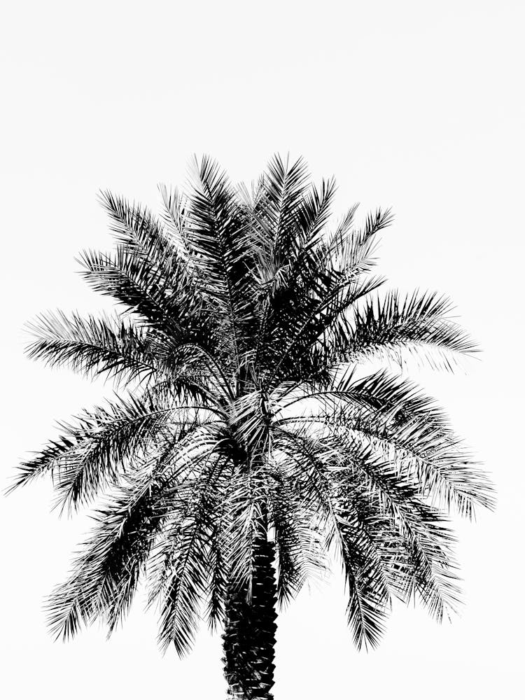 Black And White Tropical Palm Tree 