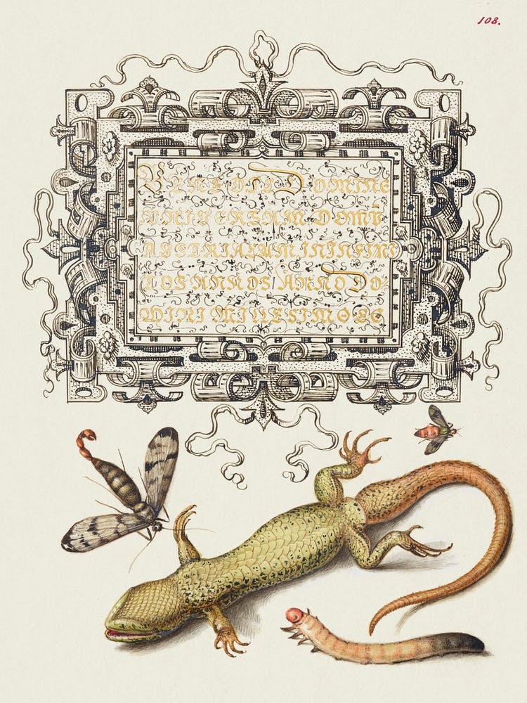 Scorpionfly, Insect, Lizard, And Insect Larva From Mira Calligraphiae Monumenta, Joris Hoefnagel