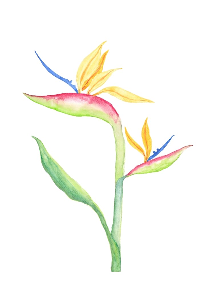 Bird Of Paradise