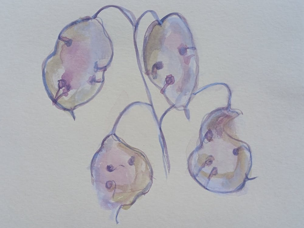 Samenkapsel Violett Platzend