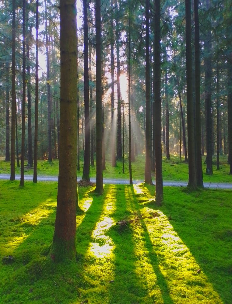 Sunrise In The Forest 1