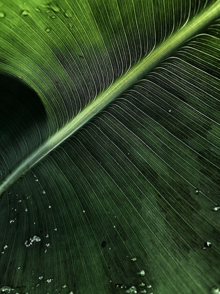 Natur Love