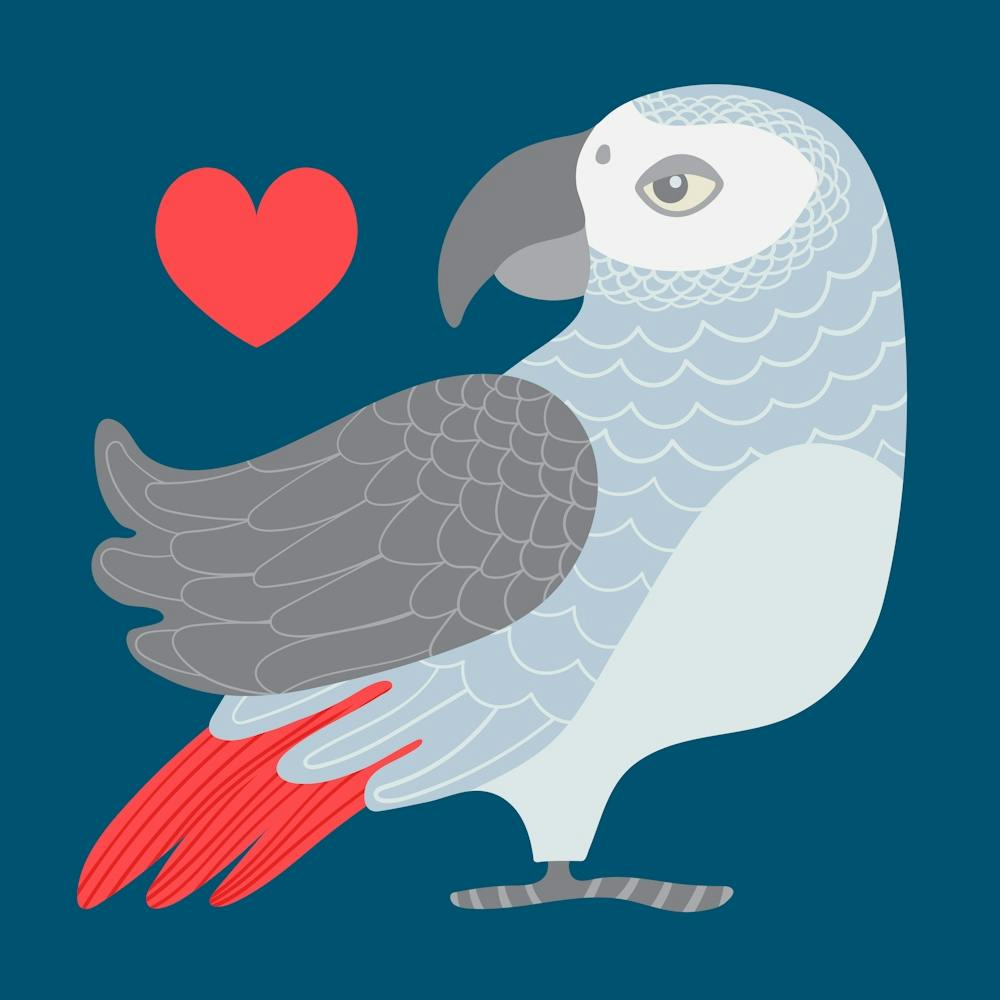PARROT LOVE African Gray Parrot Bird with Heart in Grey Blue Red on Dark Blue