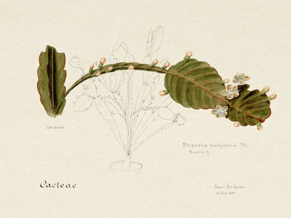 Rhipsalis Pachyptera, Familie Der Cacteen