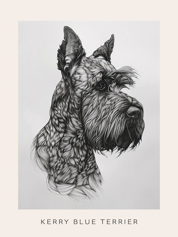 Kerry Blue Terrier Line Sketch 1 Poster