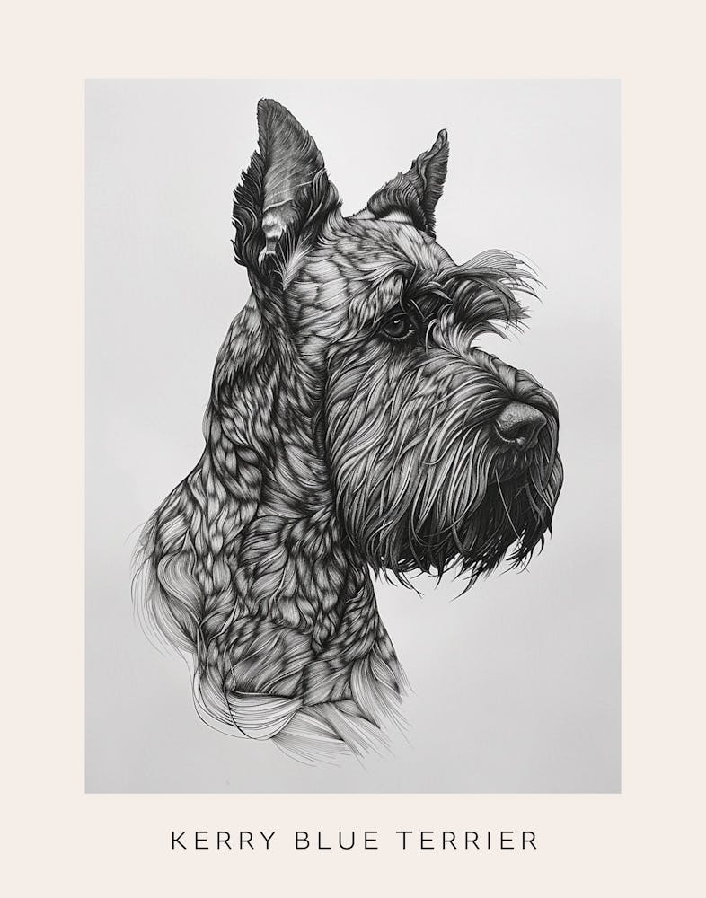 Kerry Blue Terrier Line Sketch 1 Poster