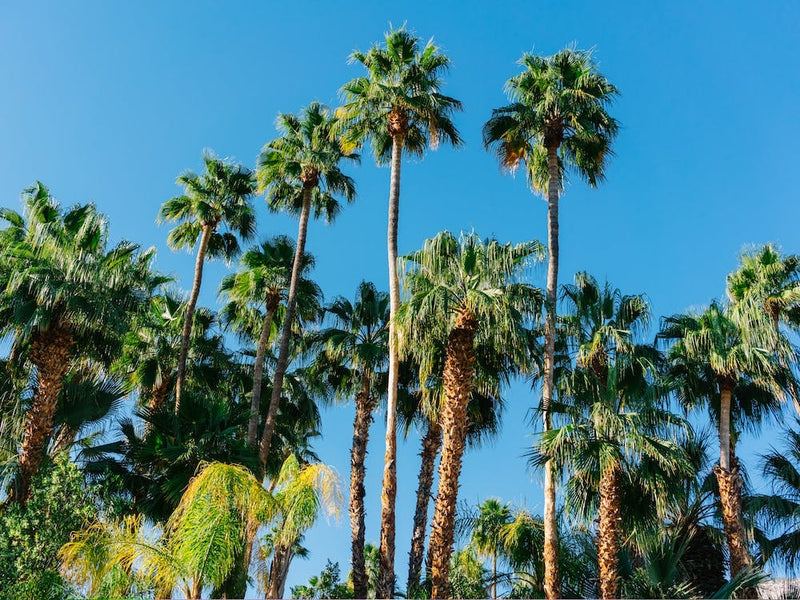 Palm Springs Palms 3