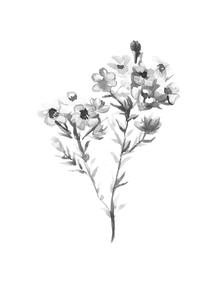 Flowers In Black And White