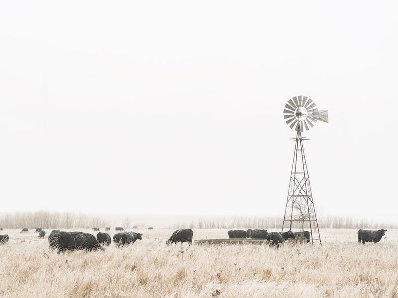 Windmill Cows