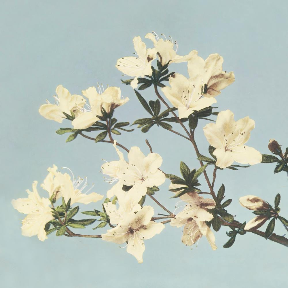 Vintage Japanese Azaleas Illustration, Ogawa Kazumasa