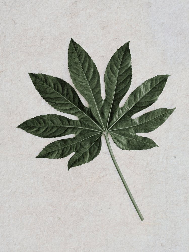 Tropical Aralia Leaf