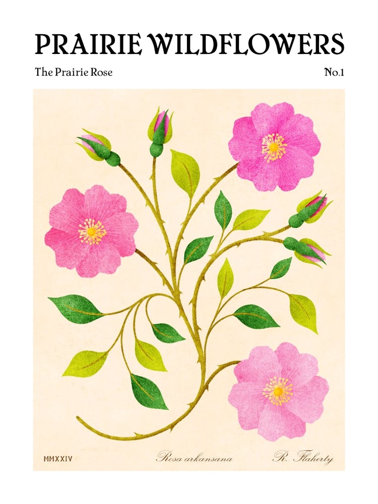 Prairie Wildflowers The Prairie Rose