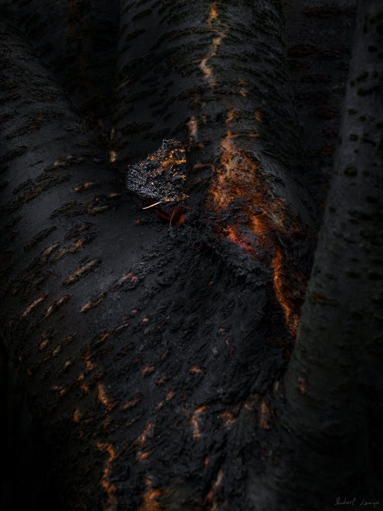 Black Butterfly With Orange Wings On A Lava Tree 3