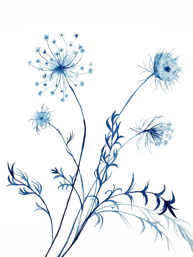 Queen Anne's Lace 5