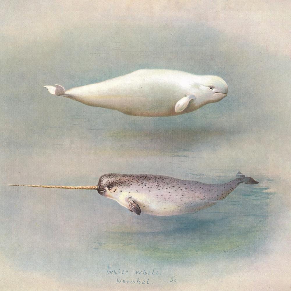 White Whale, Narwhal, A Thorburn