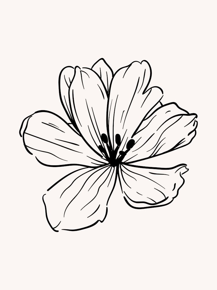 Flower Drawing 2