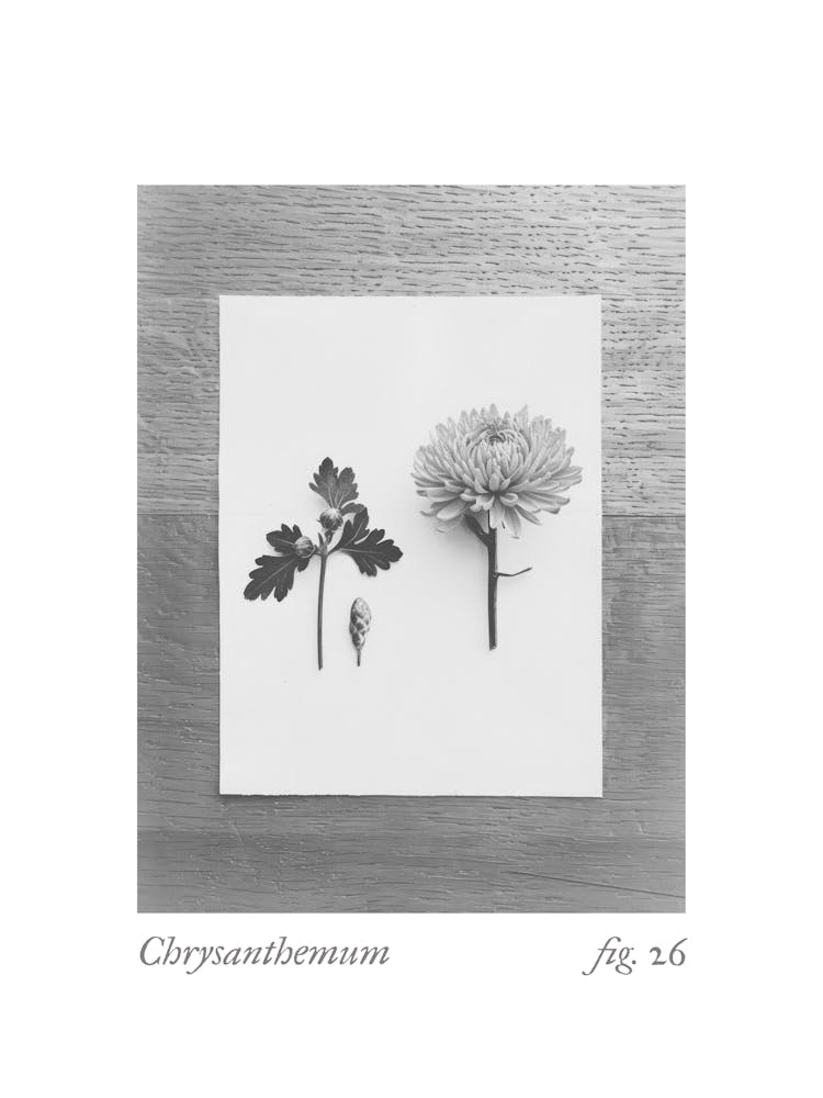 Collage Botanique Chrysanthème 2