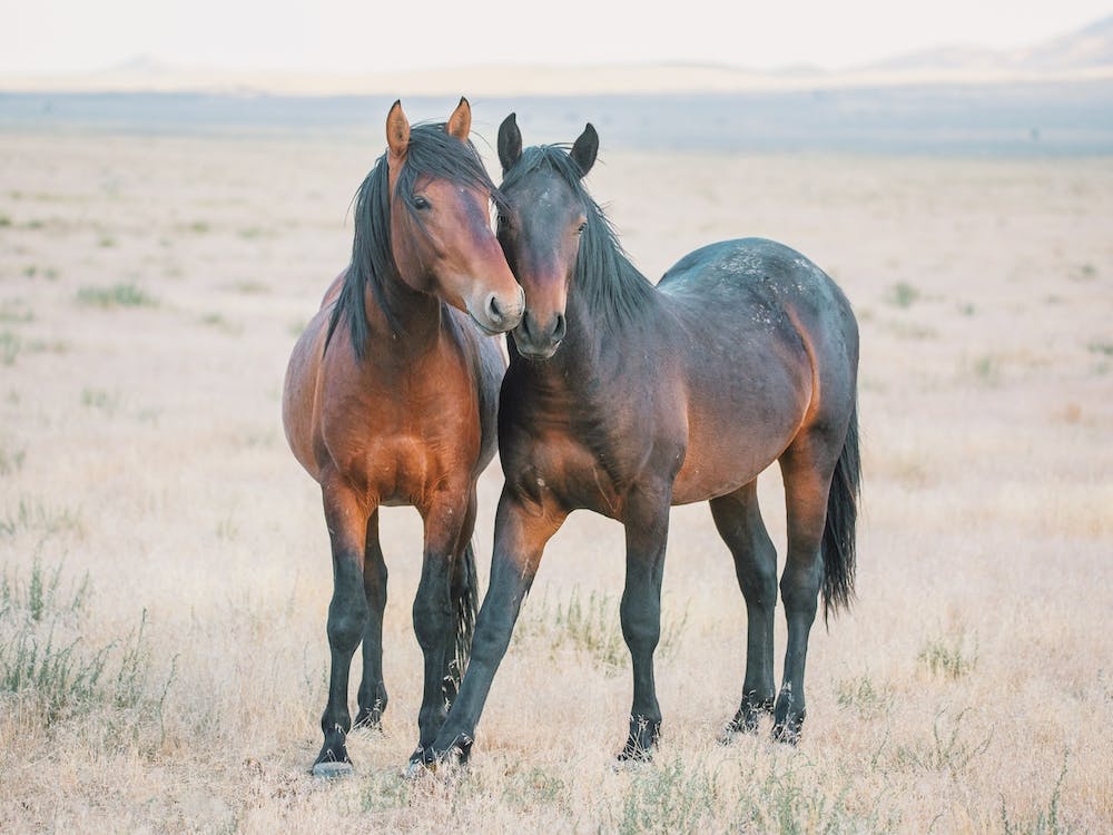 Two Wild Horses
