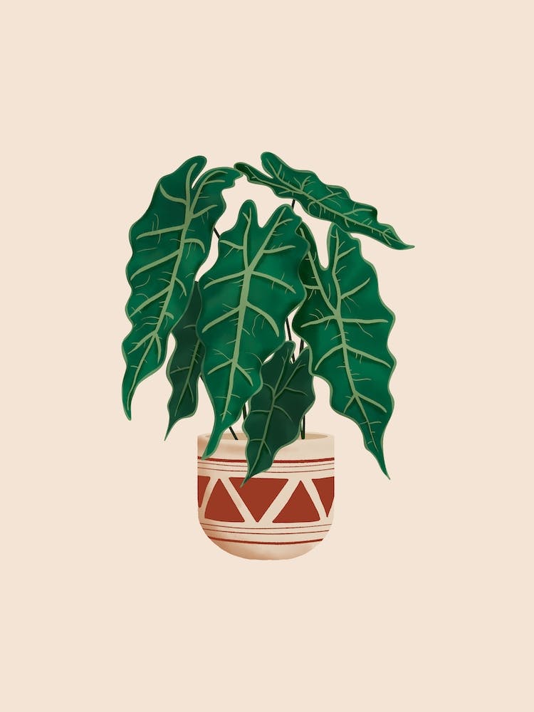 Alocasia Polly Plant