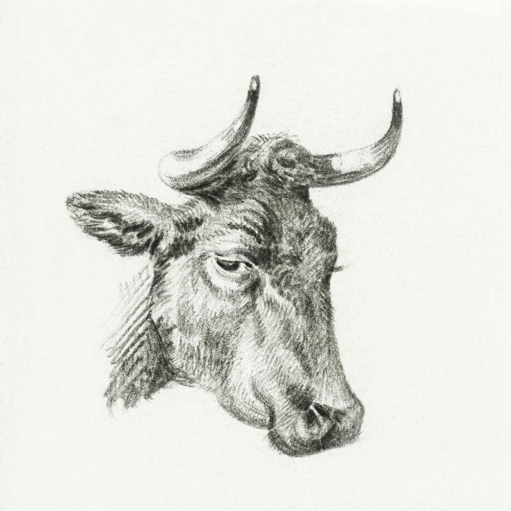 Head Of A Cow, Jean Bernard