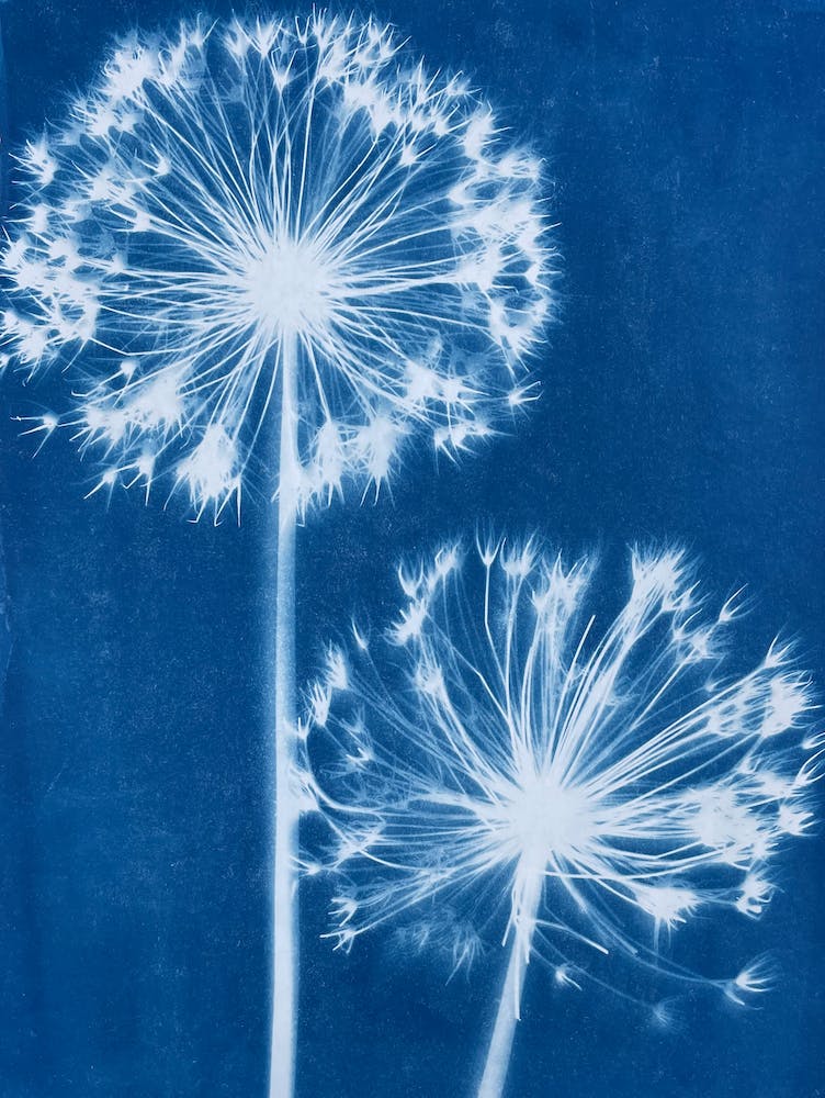Blue Cyanotype Allium Print 1