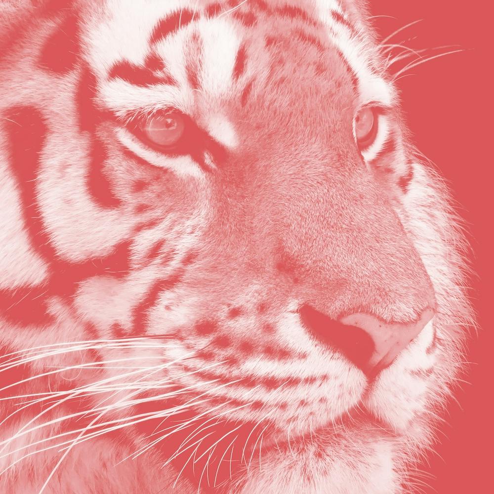 Tiger Pastel Red Square