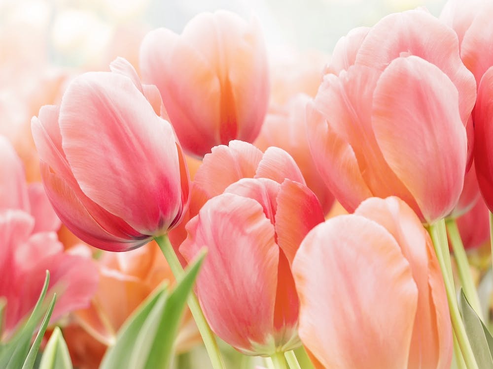 Pink Tulips In Sunshine