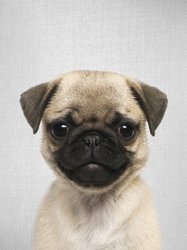 Pug Puppy