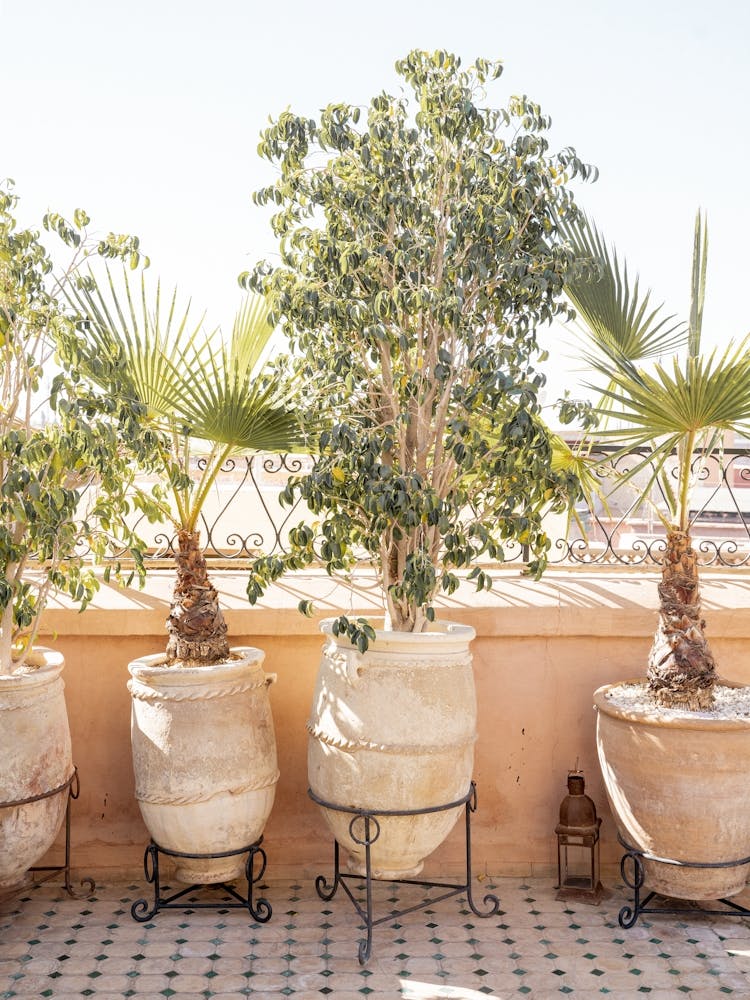 Rooftop Botanicals