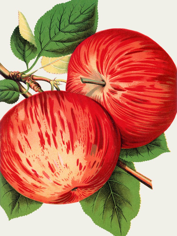 Apple Tree