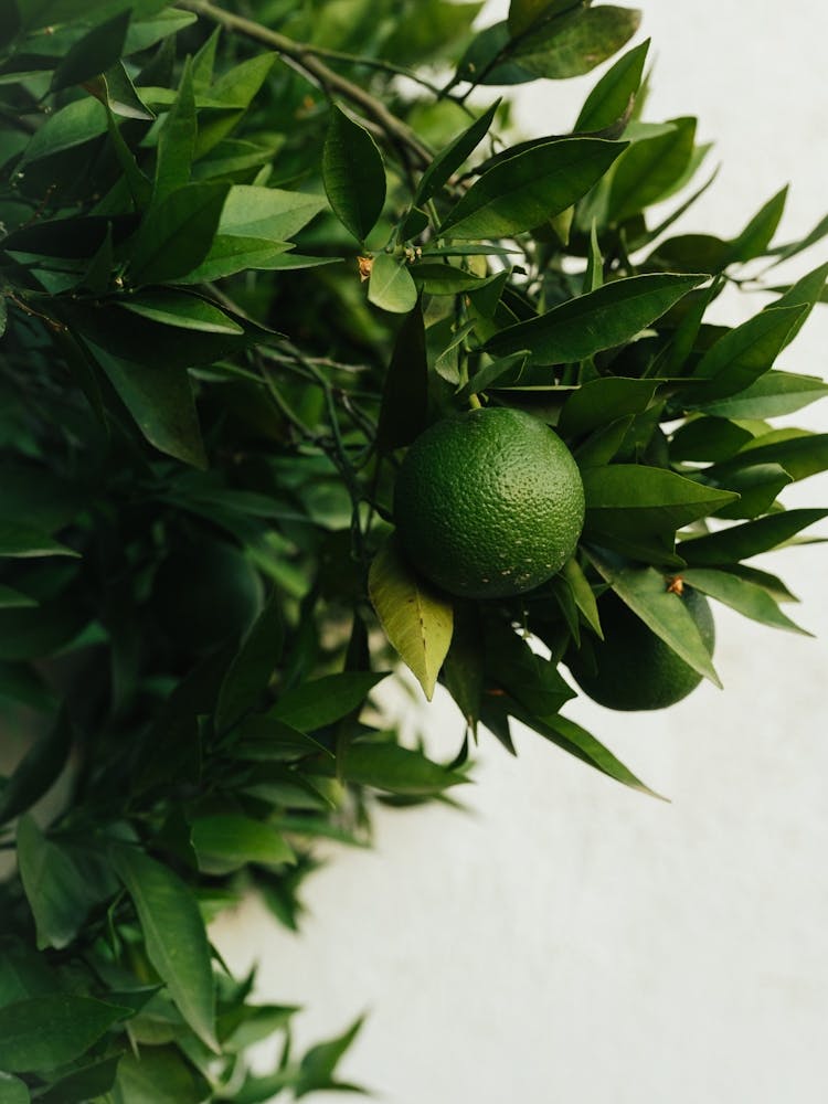 Citrus Tree, Granada, Spain