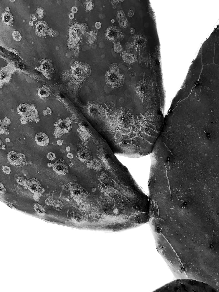 Black Cactus