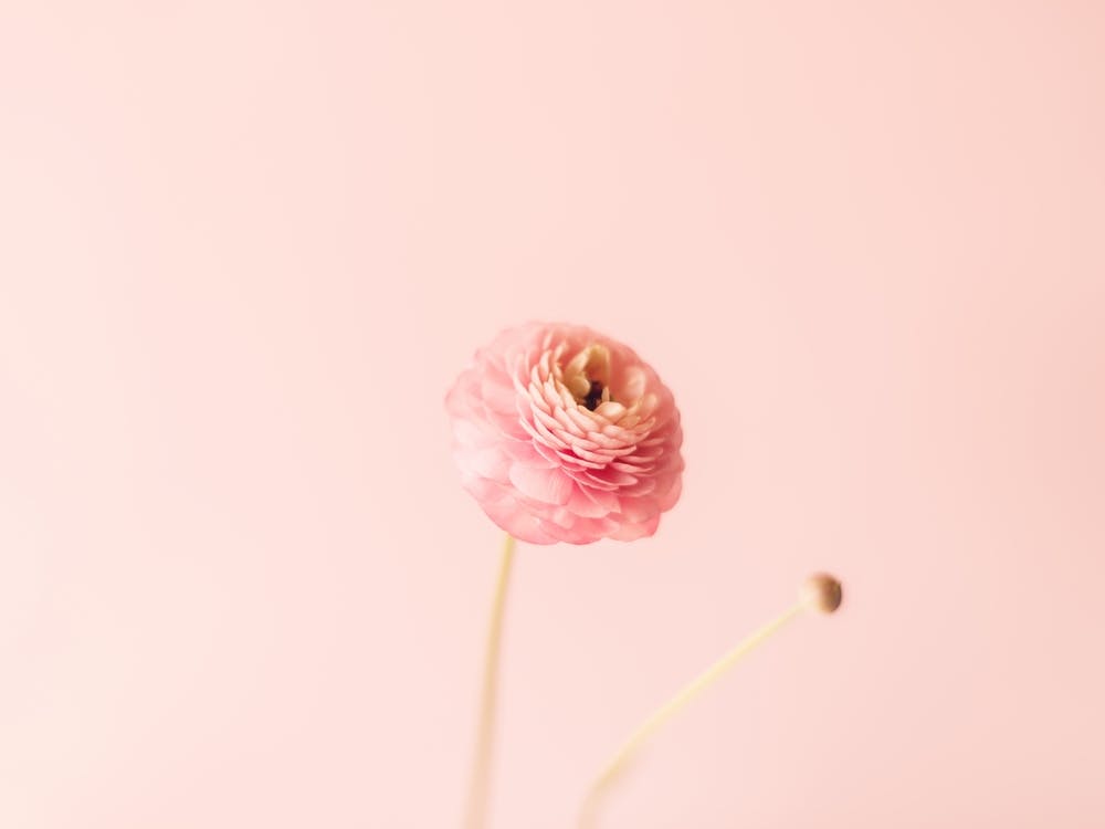 Pink Ranunculus