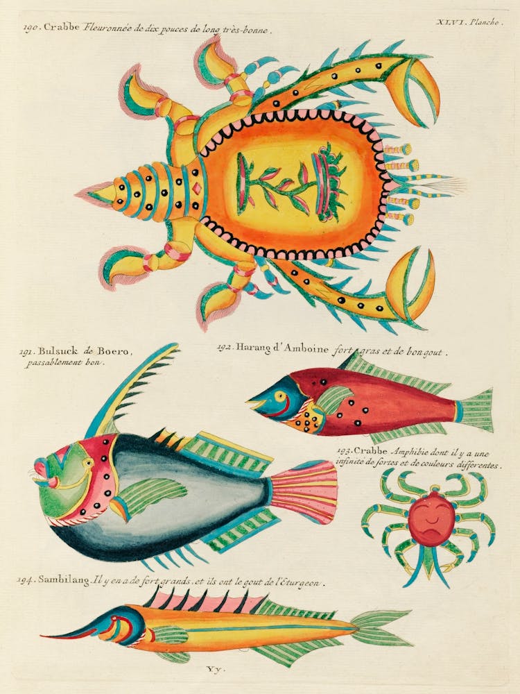 Colourful And Surreal Illustrations Of Fishes And Crabs Found In The Indian And Pacific Oceans, Louis Renard(65)