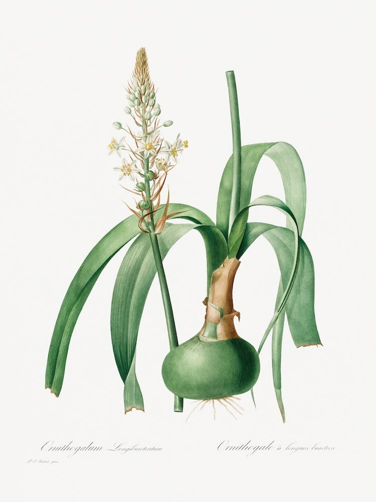 Ornithogalum Longibracteatum, Pierre Joseph Redouté