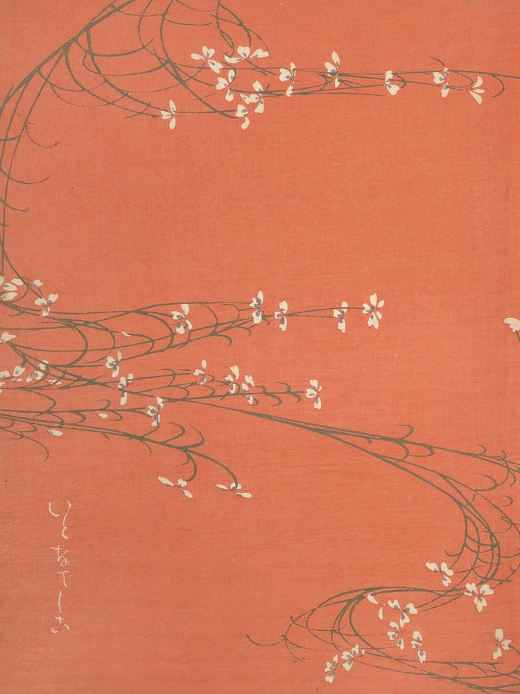 Sakura Blossoms