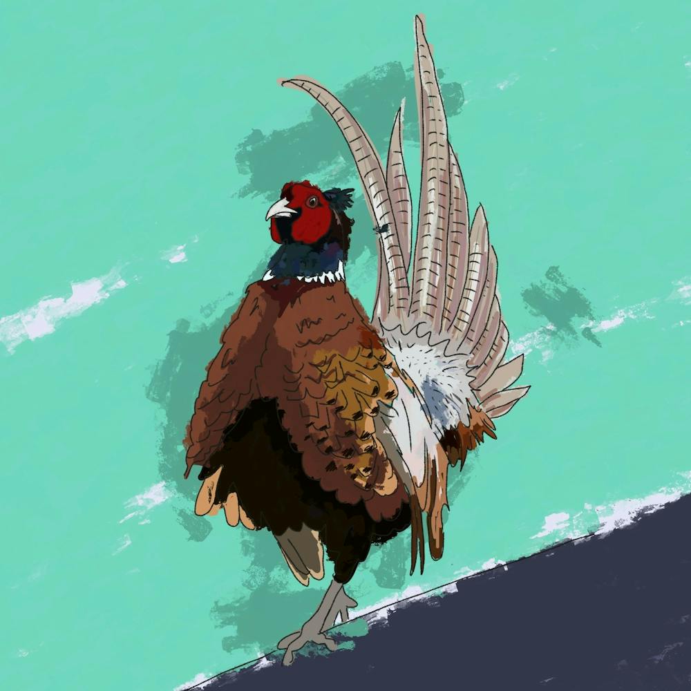 Strutting Pheasant