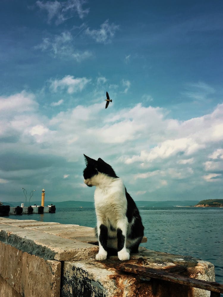 Beauty On The Coast Cat