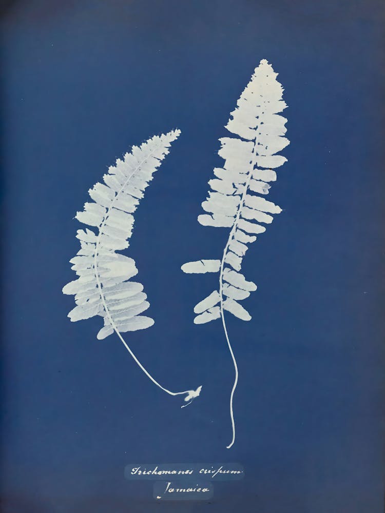 Ferns 3