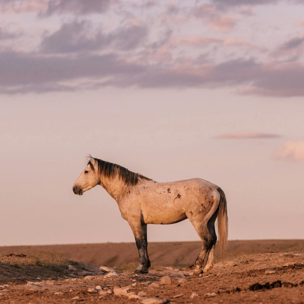 Graues Pferd im Pastell-Sonnenuntergang