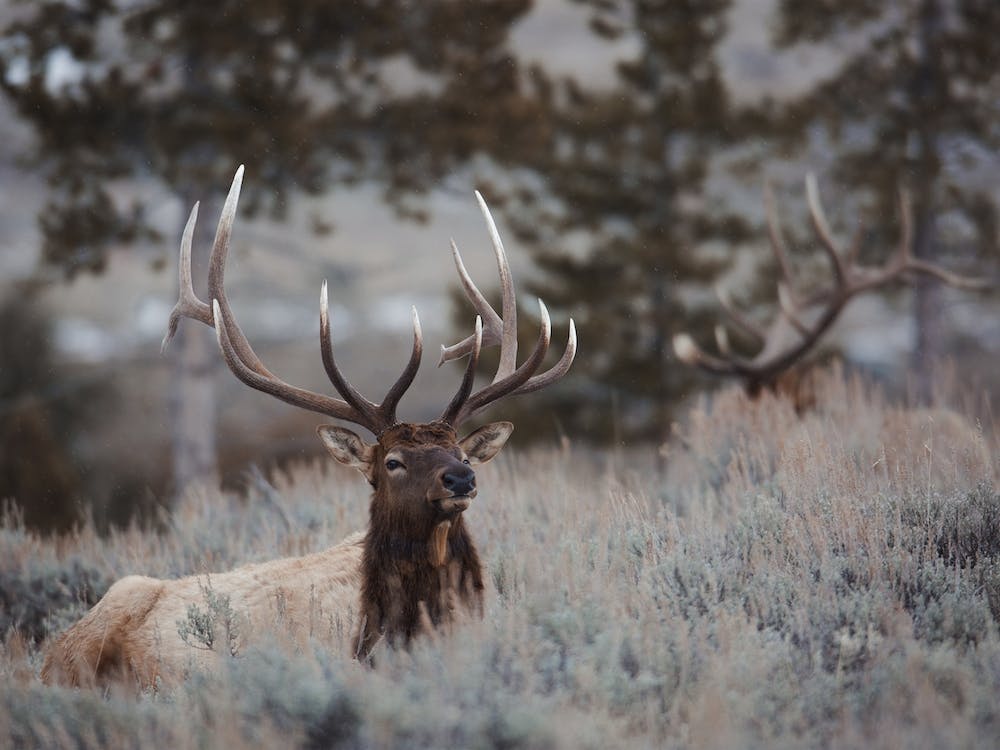 Elk Resting In Forest