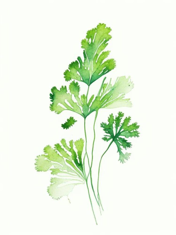 Parsley Herb Minimalist Watercolour