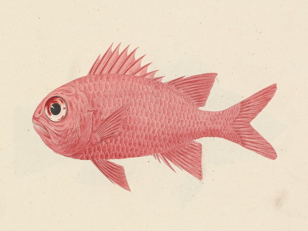 Unidentified Fish, Luigi Balugani (17)