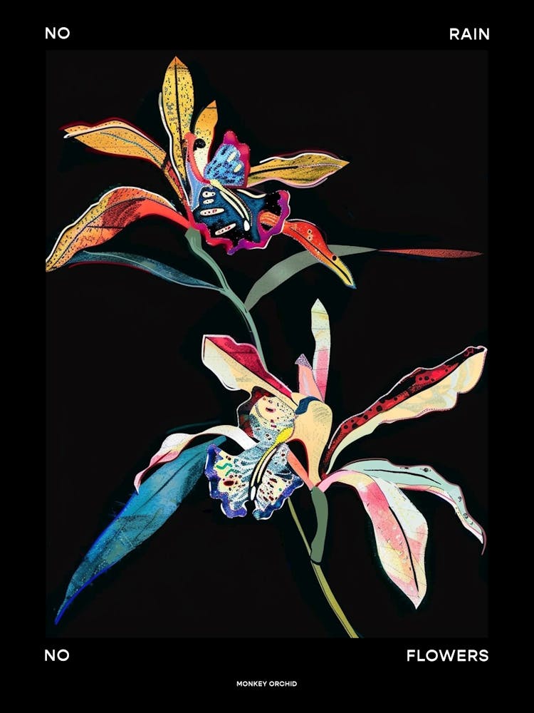 No Rain No Flowers Poster Monkey Orchid 2