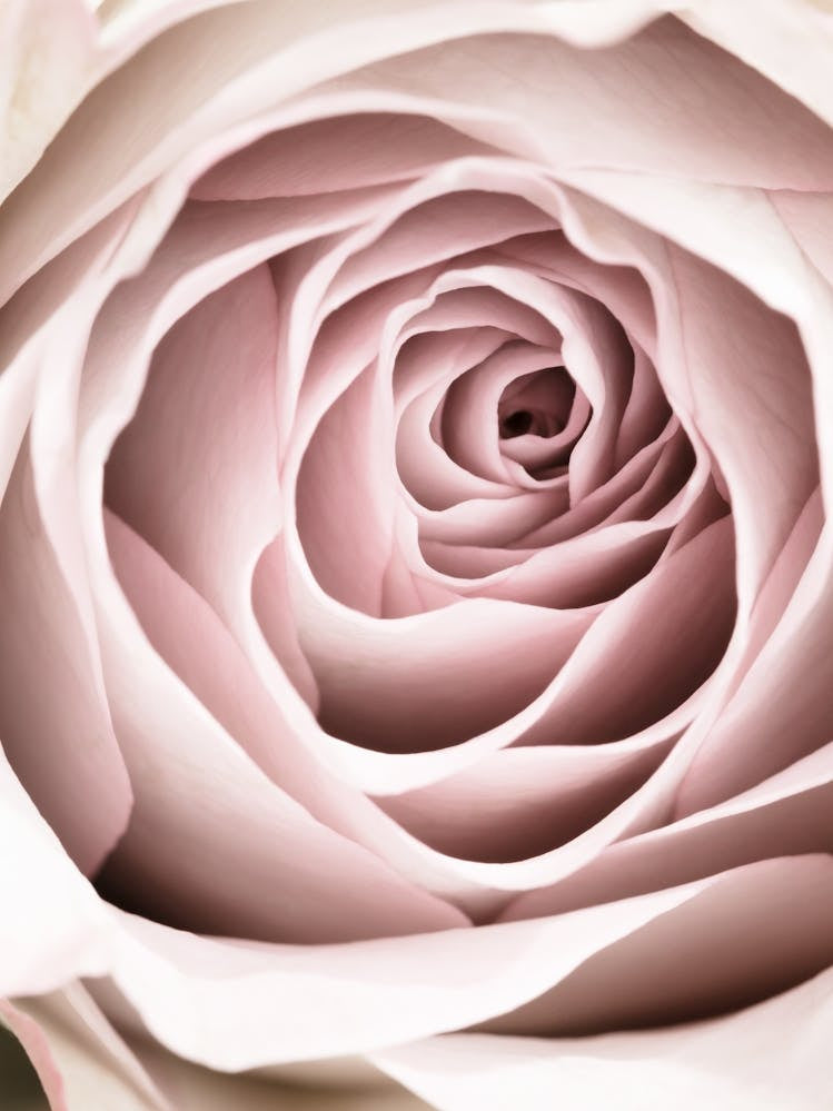 Pink Rose Petal Bright_2066827