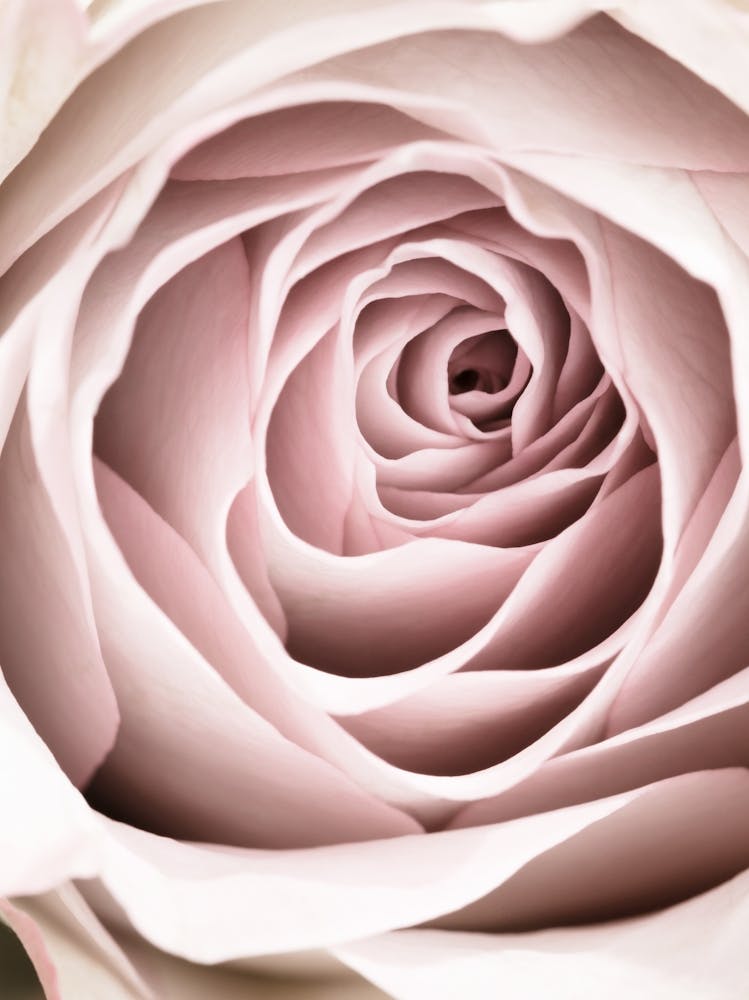 Pink Rose Petal Bright_2066827