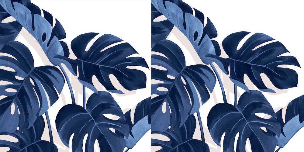 Monstera Blue